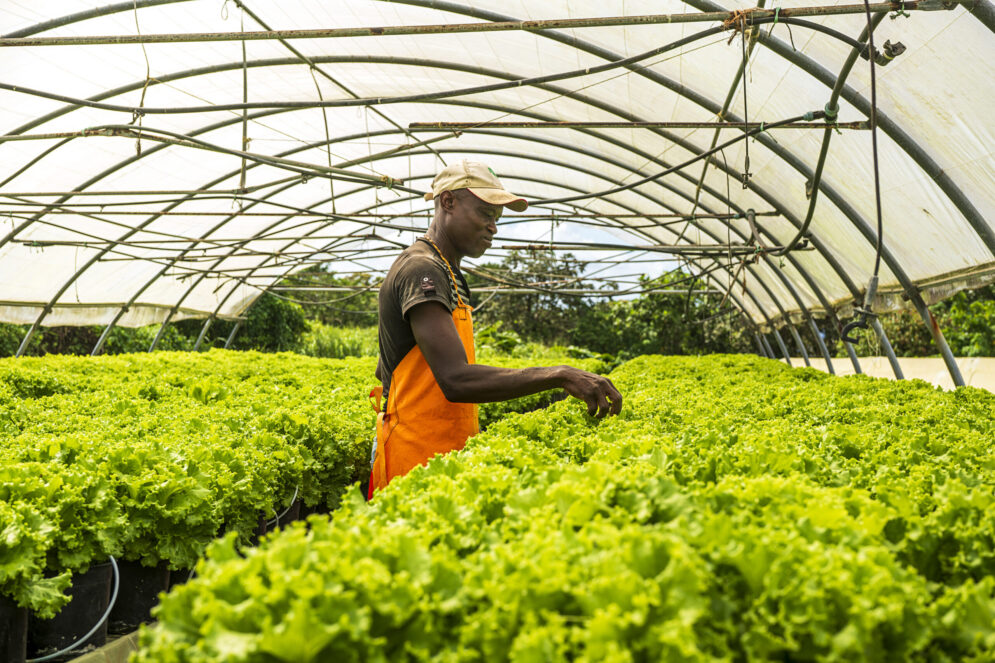 Agriculteur s'occupant de salades