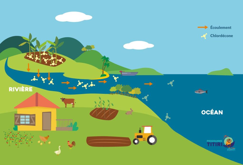 infographie représentant le transfert de la molécule de chlordécone, transportée par l'eau de pluie des sols agricoles vers les cours d'eau et la mer - Agrandir l'image, fenêtre modale