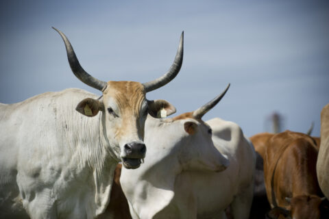 groupe de boeufs antillais