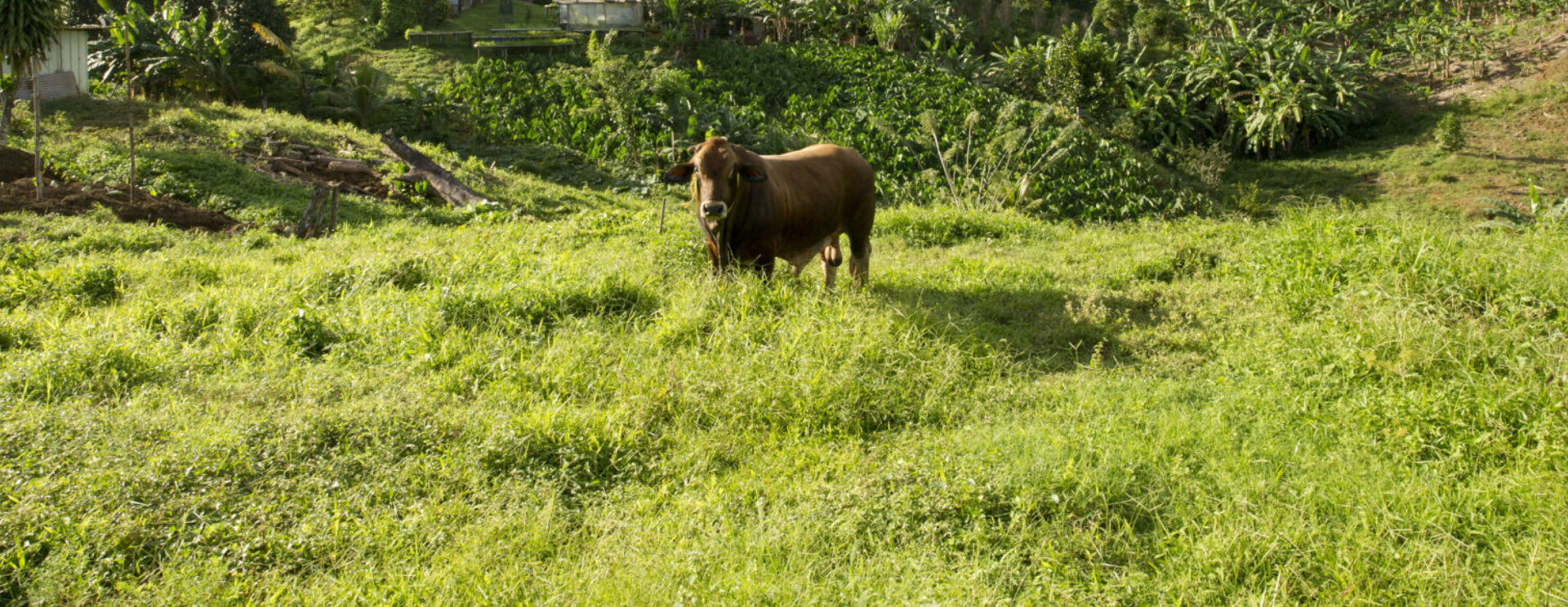 Bœuf seul dans un pâturage verdoyant en zone rurale antillaise, entouré de végétation dense.