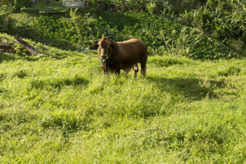 Bœuf seul dans un pâturage verdoyant en zone rurale antillaise, entouré de végétation dense.