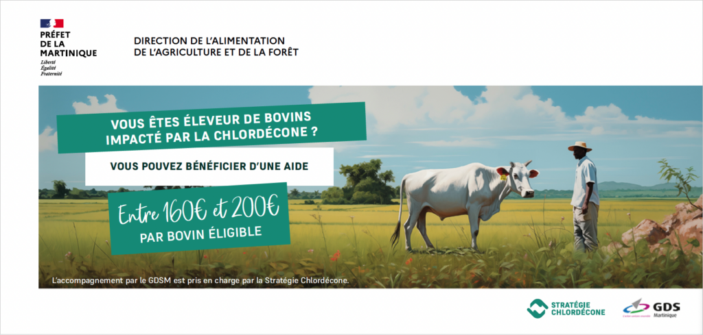 Affiche d'information  de la DAAF Martinique pour les éleveurs de bovins impactés par la chlordécone en Martinique, présentant une aide financière entre 160 € et 200 € par bovin éligible - Agrandir l'image, fenêtre modale