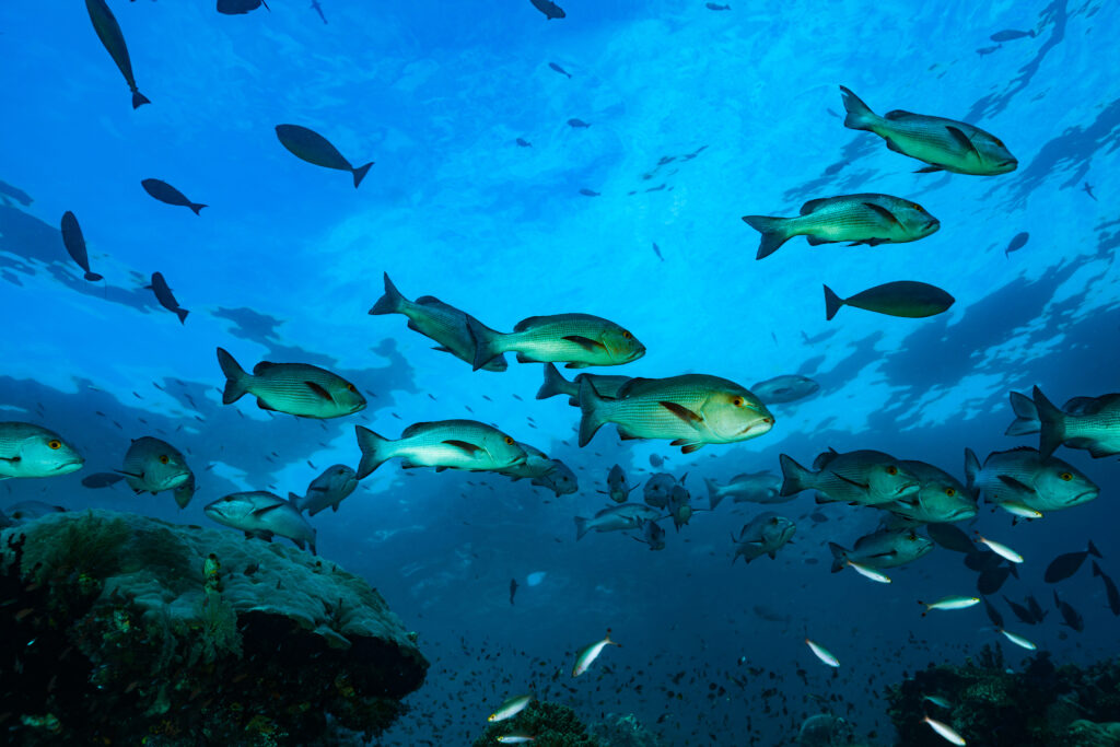 vue sous-marine d'un banc de poissons dans leur milieu naturel - Agrandir l'image, fenêtre modale