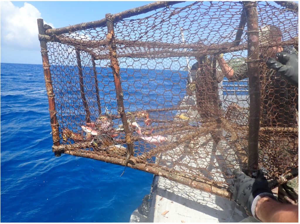 Nasse de pêche métallique contenant des poissons, située en zone interdite de pêche et remontée sur un bateau en mer des Antilles - Agrandir l'image, fenêtre modale