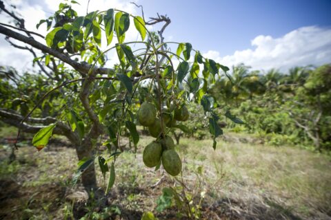 Arbre fruitier portant des fruits ronds verts, non sensibles à la contamination par la chlordécone