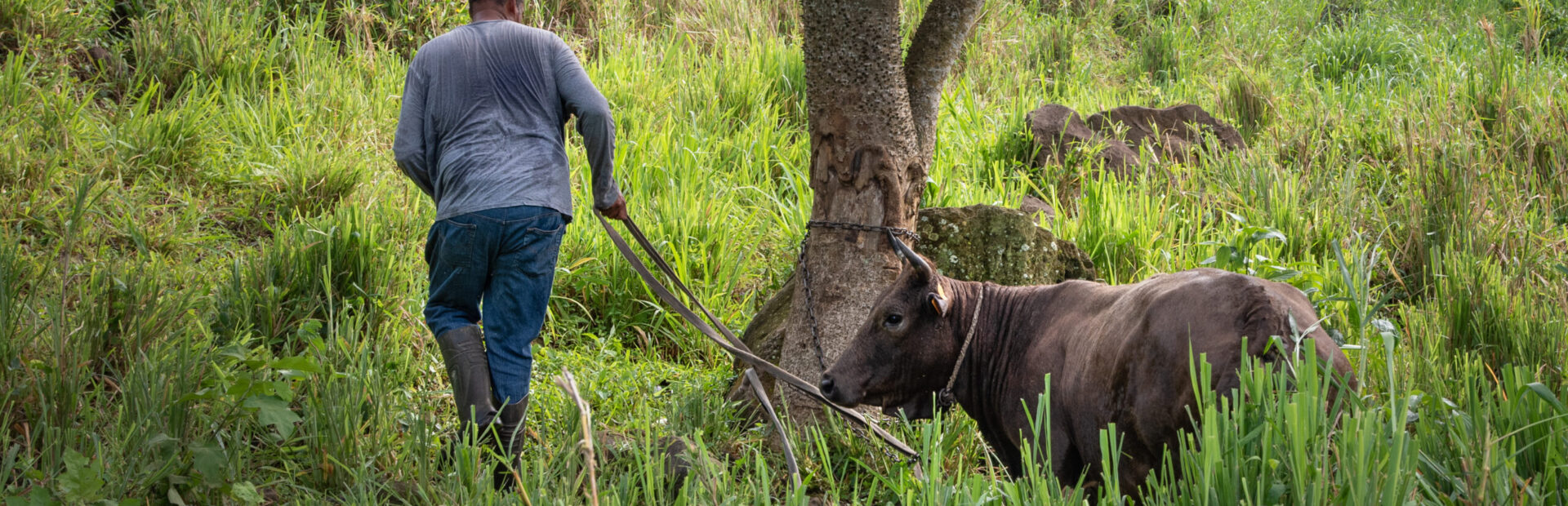 Agriculteur antillais de dos guidant un bœuf dans un champ herbeux, attaché à un arbre, en pleine nature tropicale.