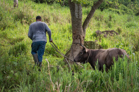 Agriculteur antillais de dos guidant un bœuf dans un champ herbeux, attaché à un arbre, en pleine nature tropicale.