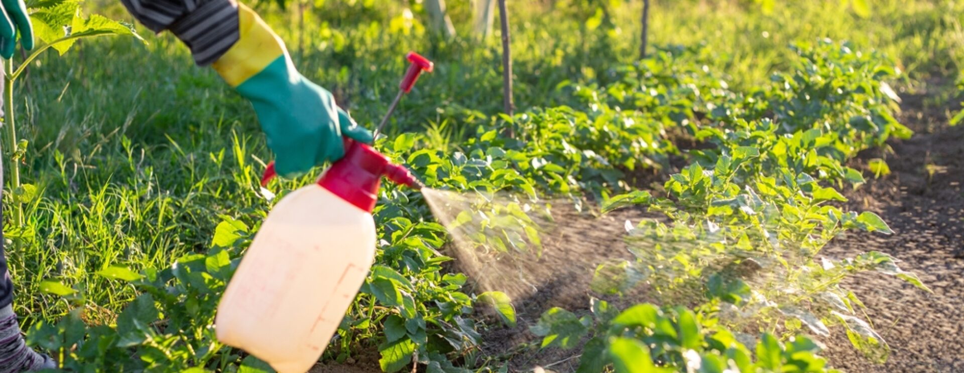 Agriculteur pulvérisant un produit chimique sur des cultures potagères à l’aide d’un pulvérisateur manuel, en plein champ.
