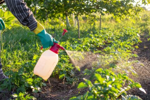 Agriculteur pulvérisant un produit chimique sur des cultures potagères à l’aide d’un pulvérisateur manuel, en plein champ.