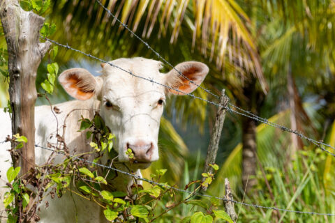 Jeune boeuf blanc derrière une clôture barbelée dans un paysage tropical.