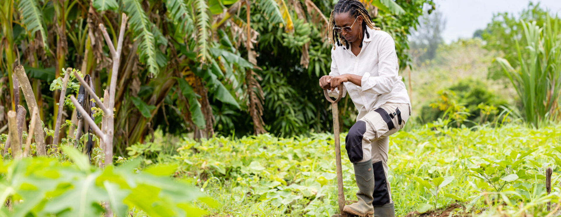 Agriculteur antillais travaillant la terre avec une fourche dans un champ verdoyant entouré de bananiers