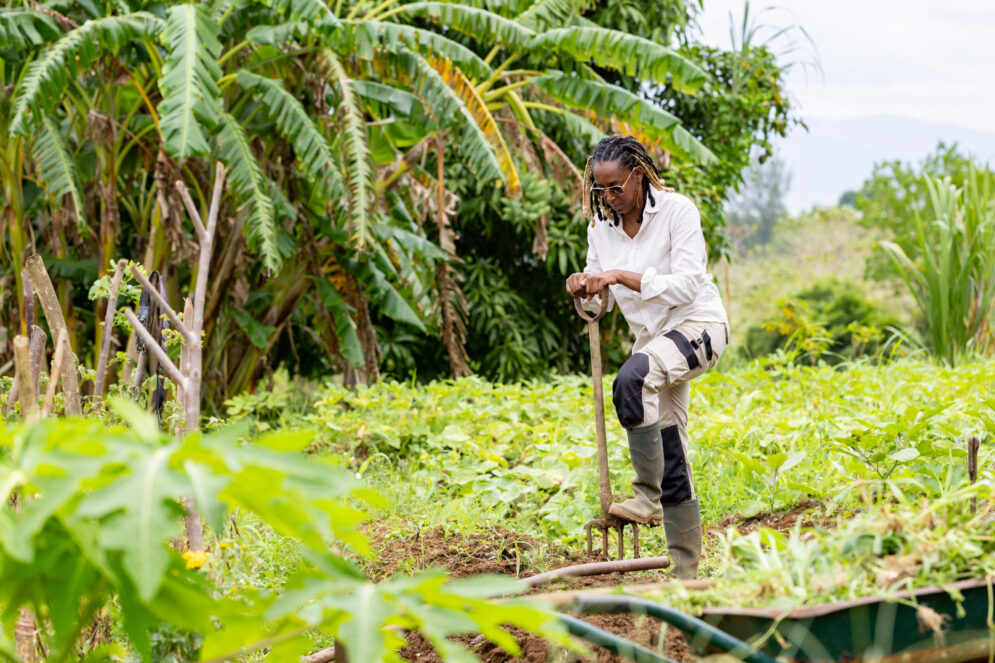 Agriculteur antillais travaillant la terre avec une fourche dans un champ verdoyant entouré de bananiers