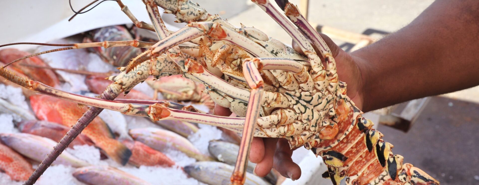 langouste présentée devant un étal de poissons