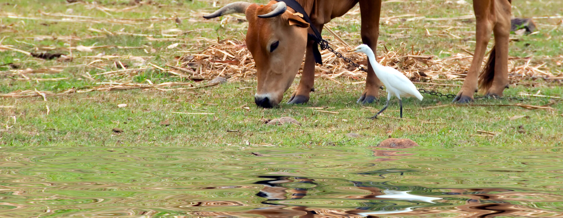 Boeuf broutant près d’un point d’eau, accompagnée d’un pique-boeuf dans un paysage rural
