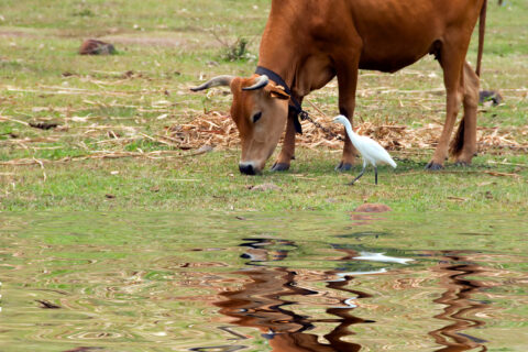 Boeuf broutant près d’un point d’eau, accompagnée d’un pique-boeuf dans un paysage rural